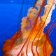 Illustration for article titled Jellyfish-Inspired Microchip Captures Cancer Cells
